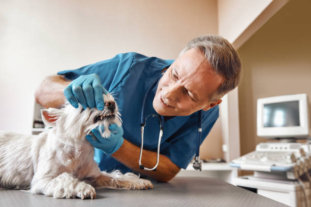 Best Emergency Tooth Extraction in Wakeman, OH